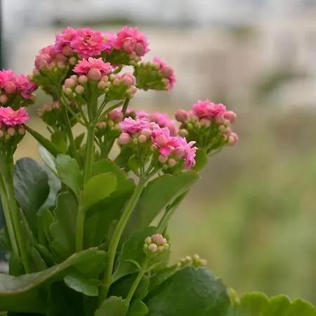 Penzion Filoxenia Tínos
