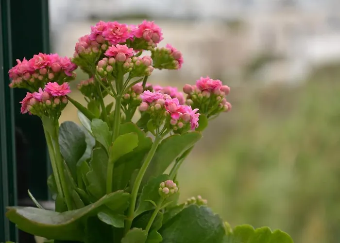 Pensionat Filoxenia Tínos